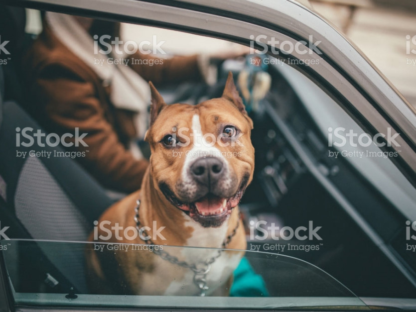 Chiens dangereux