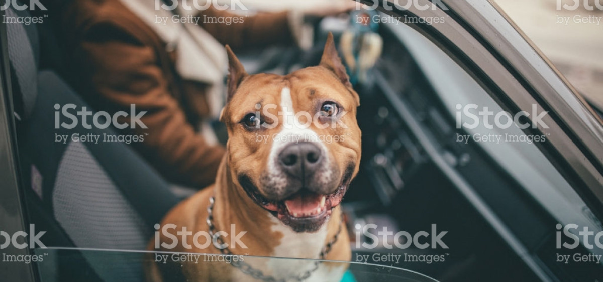 Chiens dangereux