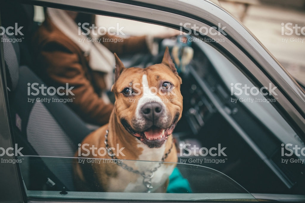 Chien dangereux : que dit la loi ?